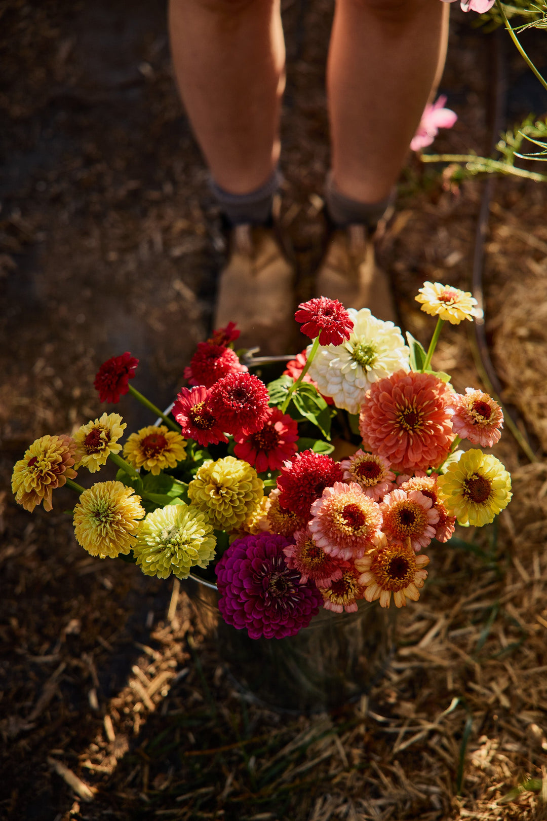 How To Grow Zinnia Flowers From Seed
