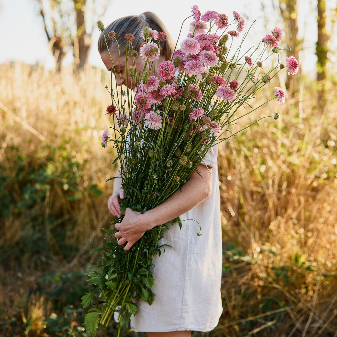How To Grow Scabiosa Flowers From Seed
