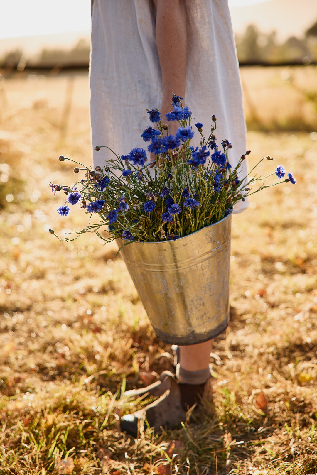 How To Grow Cornflower From Seed