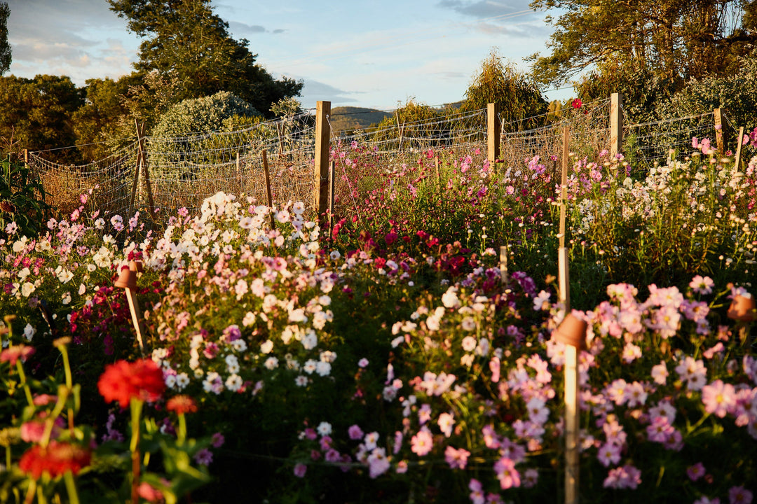 A Guide On Starting A Flower Garden In Australia