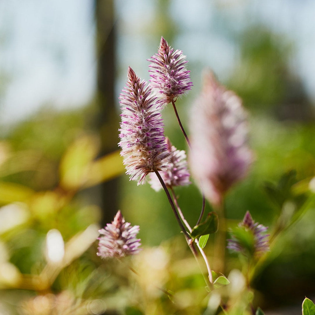Growing Australian Natives from Seed