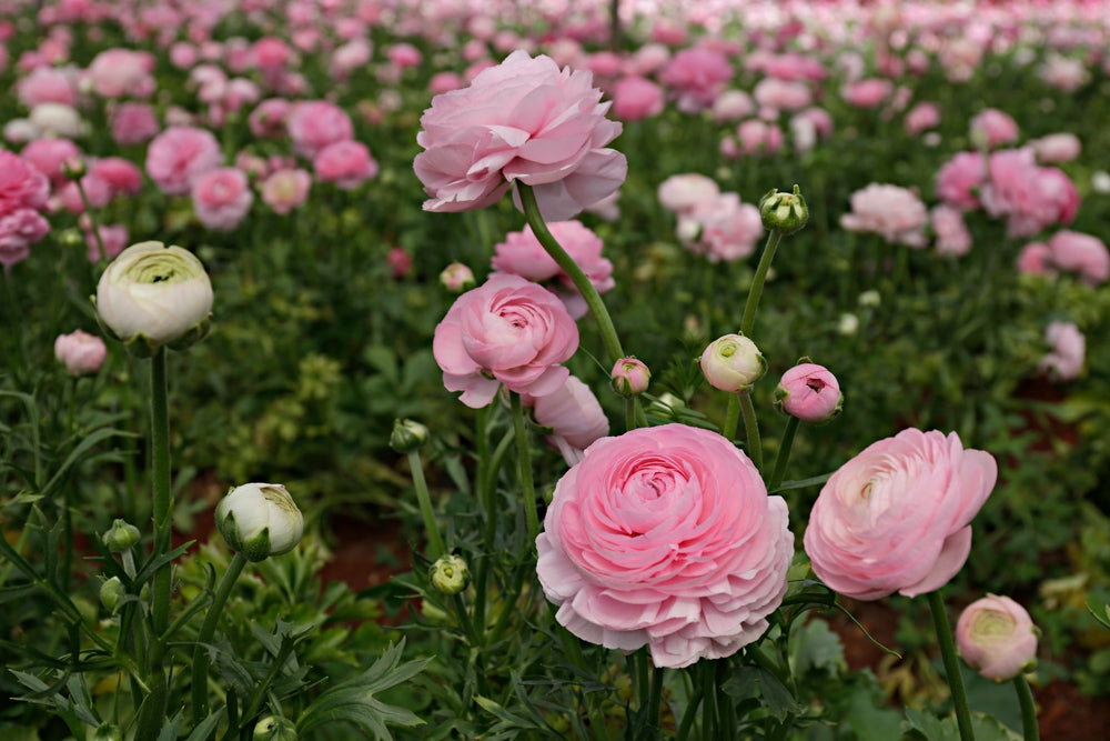 How To Grow Ranunculus Flowers From Seed