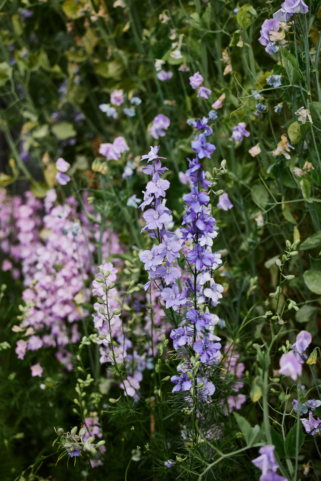 How To Grow Larkspur Flowers From Seed