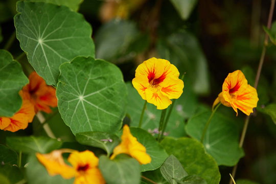 What Flowers To Grow In Shaded Areas