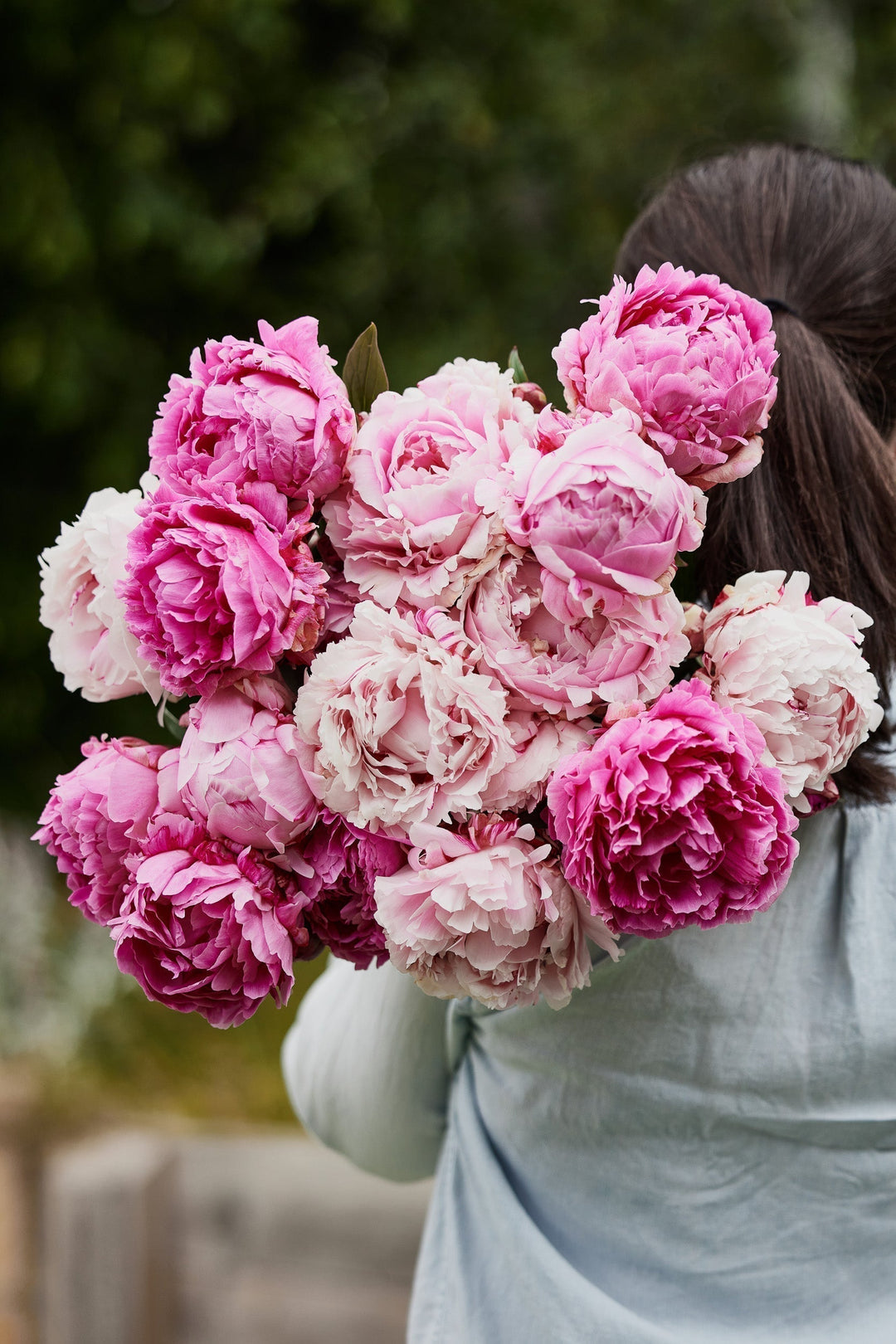 How To Grow Peony Flowers