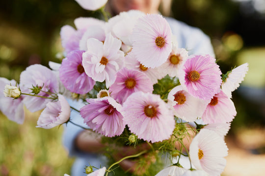 A List Of Flower Seeds To Sow In Summer In Australia