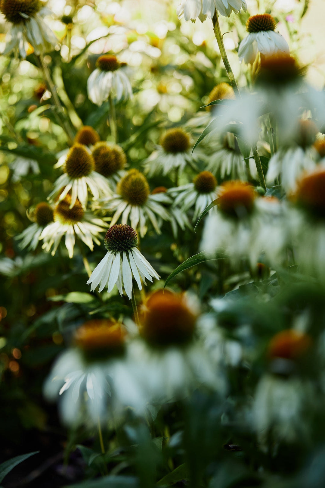 Cool Season Flowers That Overwinter To Bloom Early In Spring