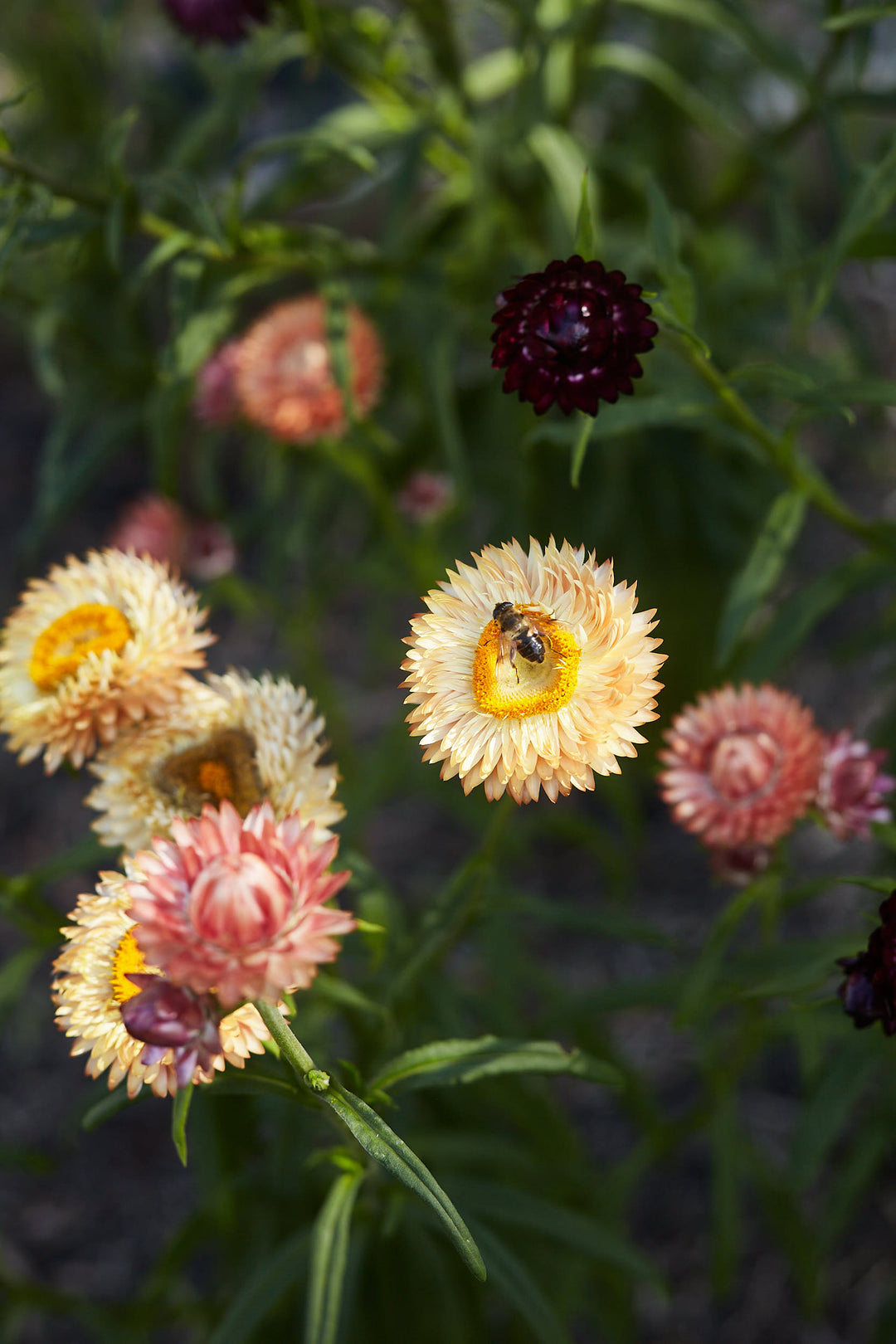 How To Grow Strawflowers From Seed