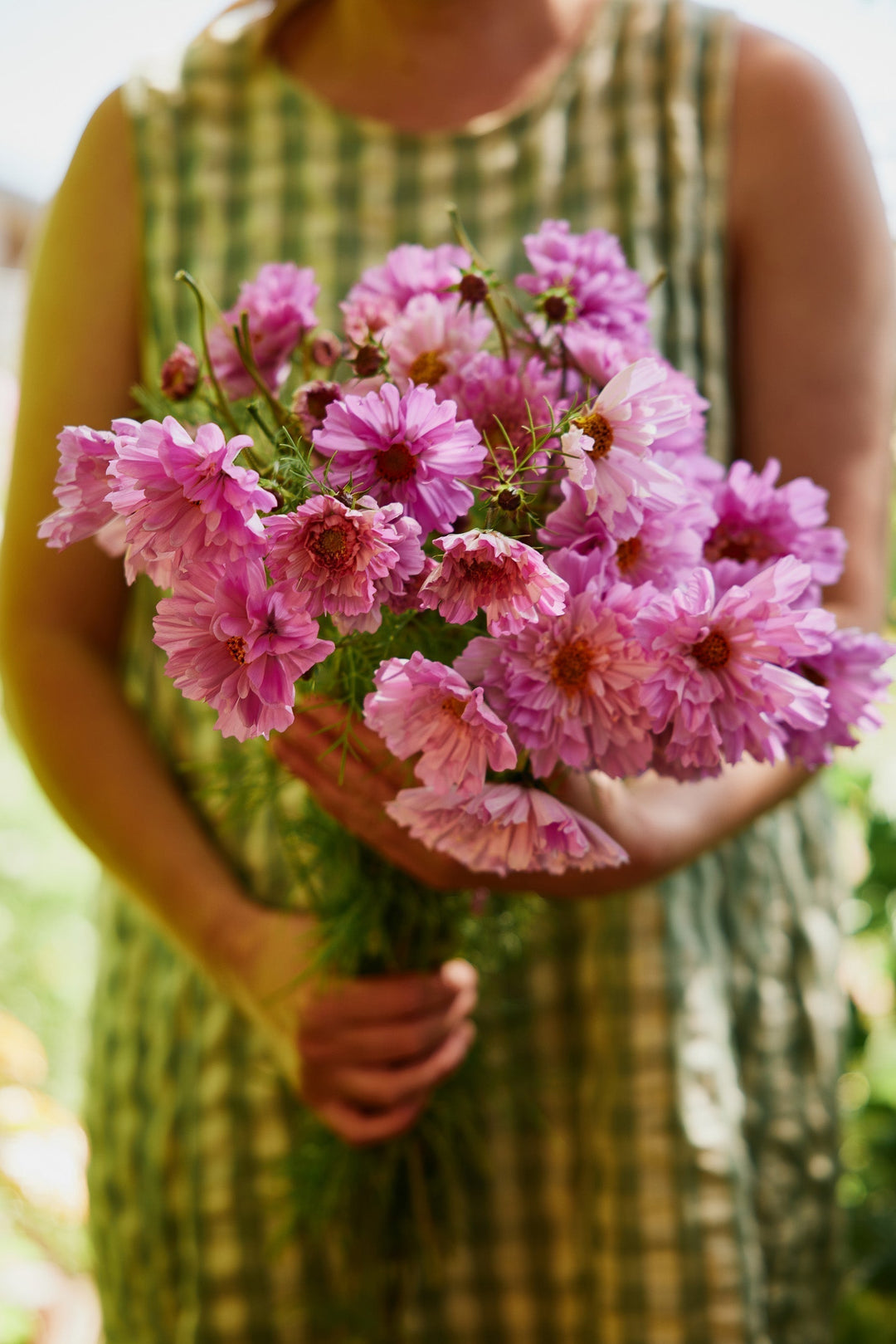 How To Grow Cosmos Flowers From Seed