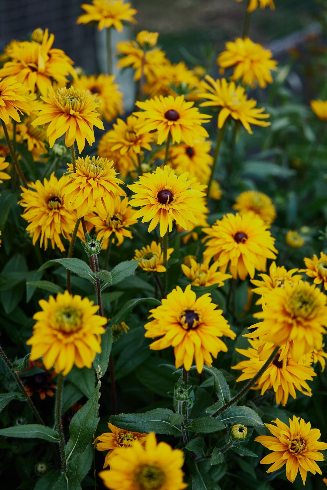 How To Grow Rudbeckia Flowers From Seed