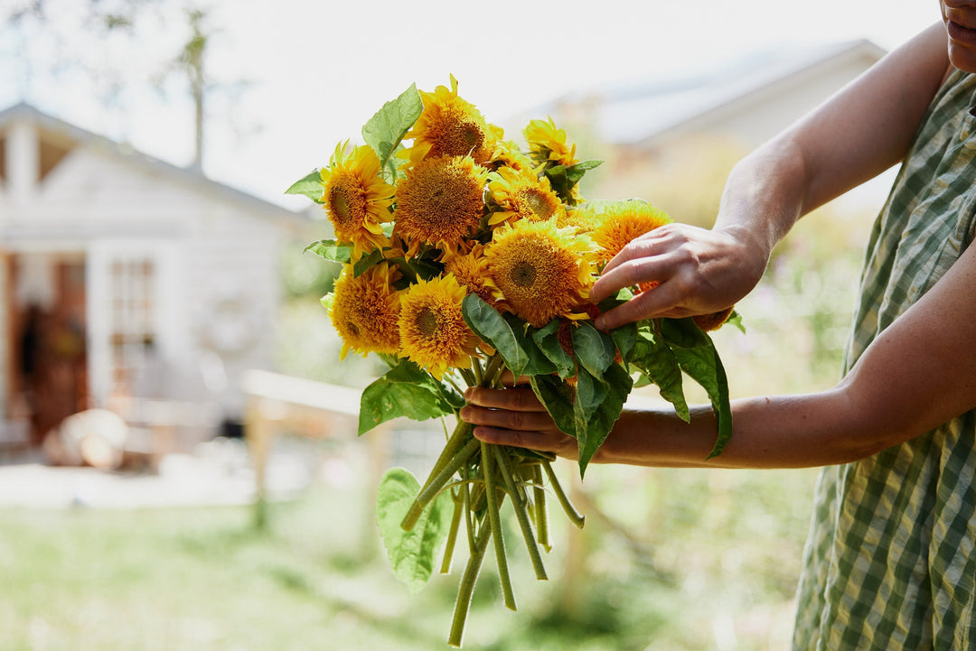 How To Grow Sunflowers From Seed