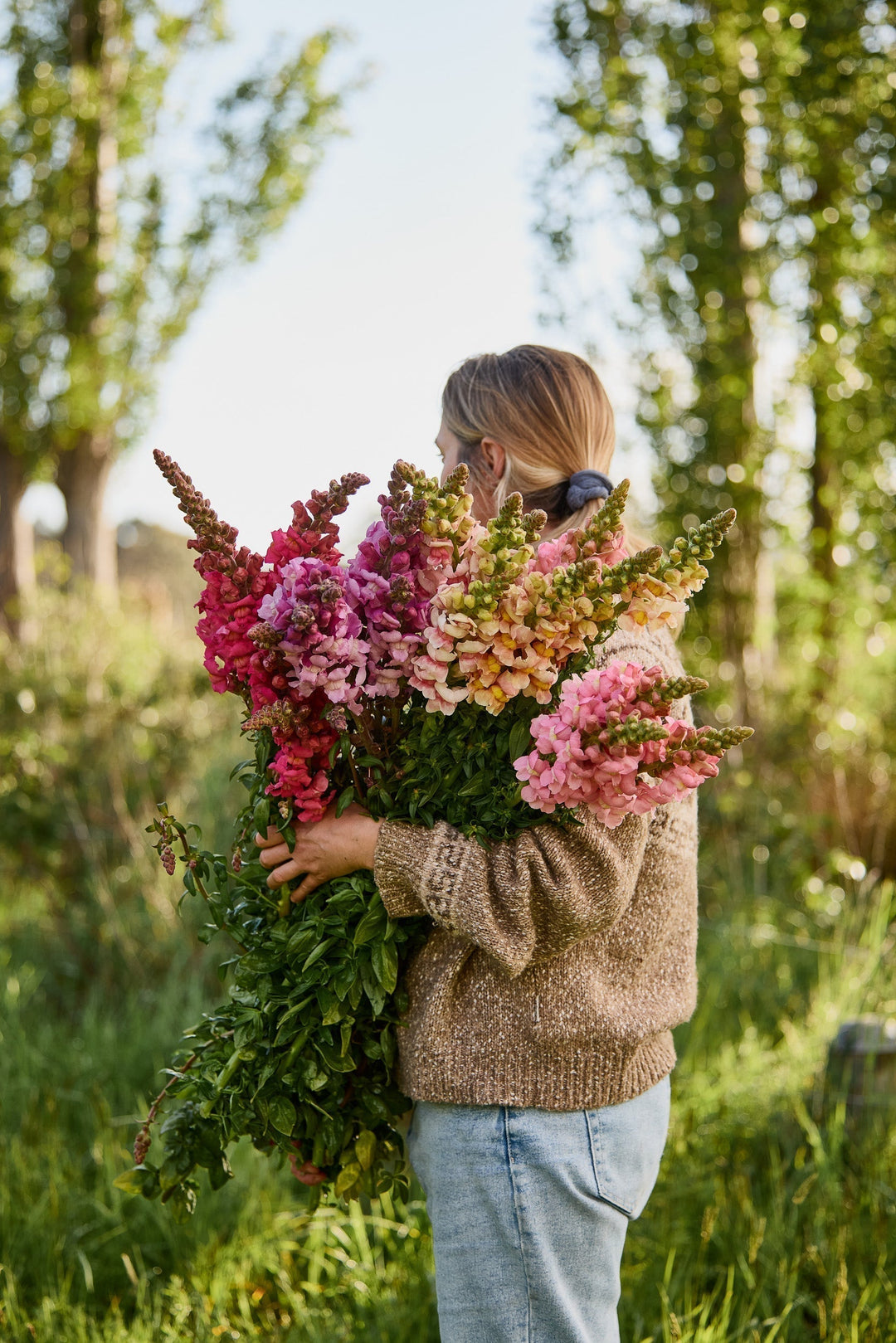 big bunch of snapdragon flowers
