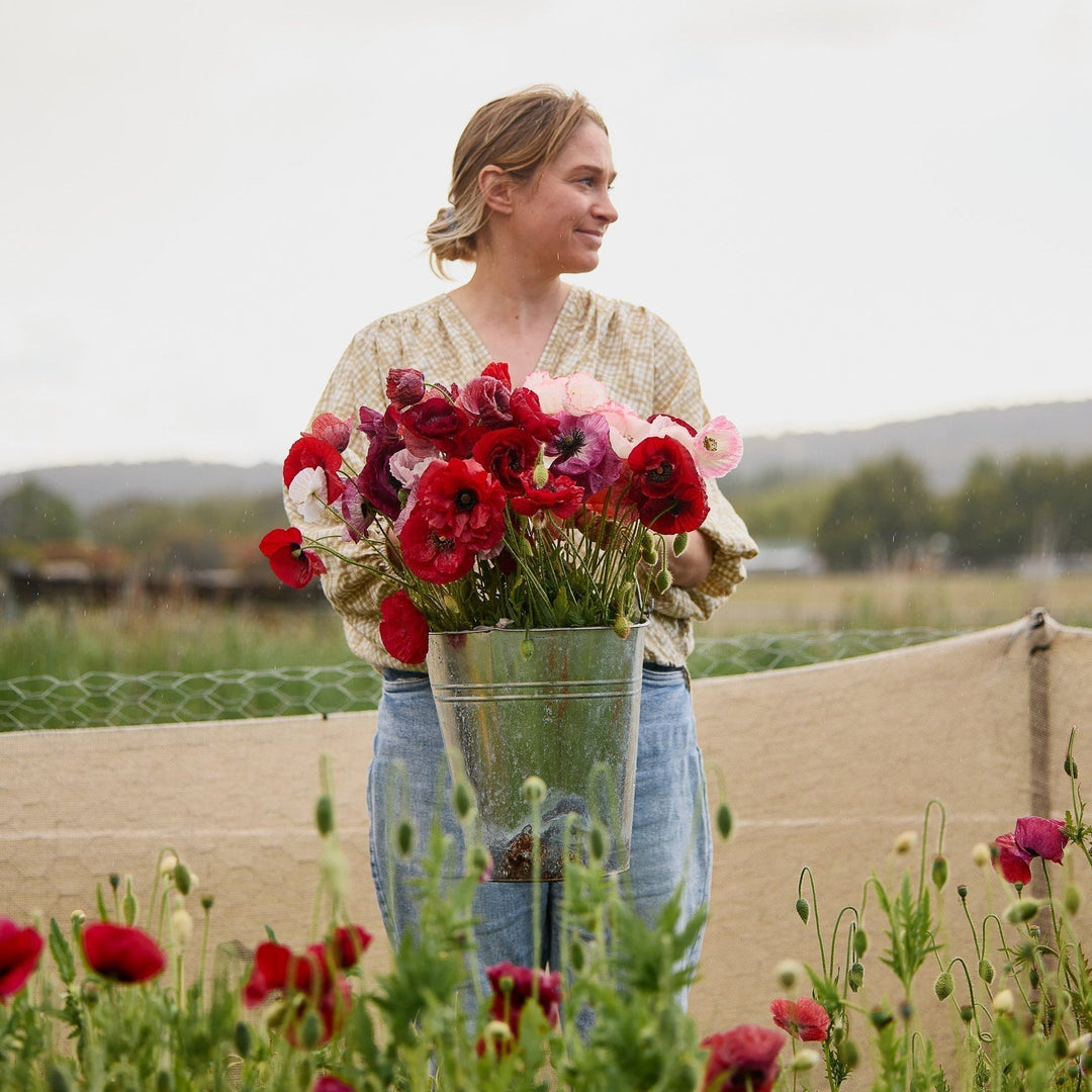 How To Grow Poppy Flowers From Seed