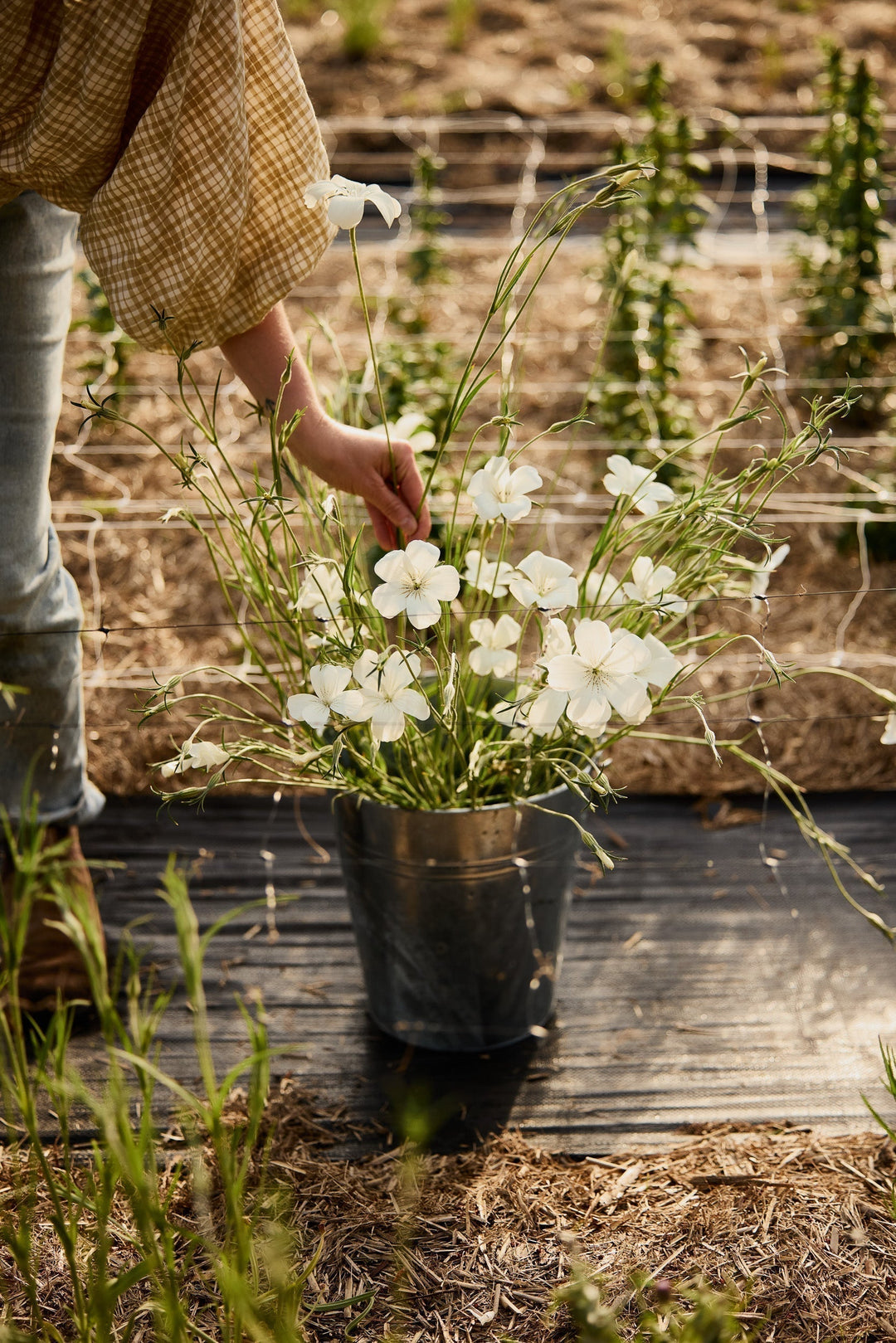 Corn Cockle Flower Seed