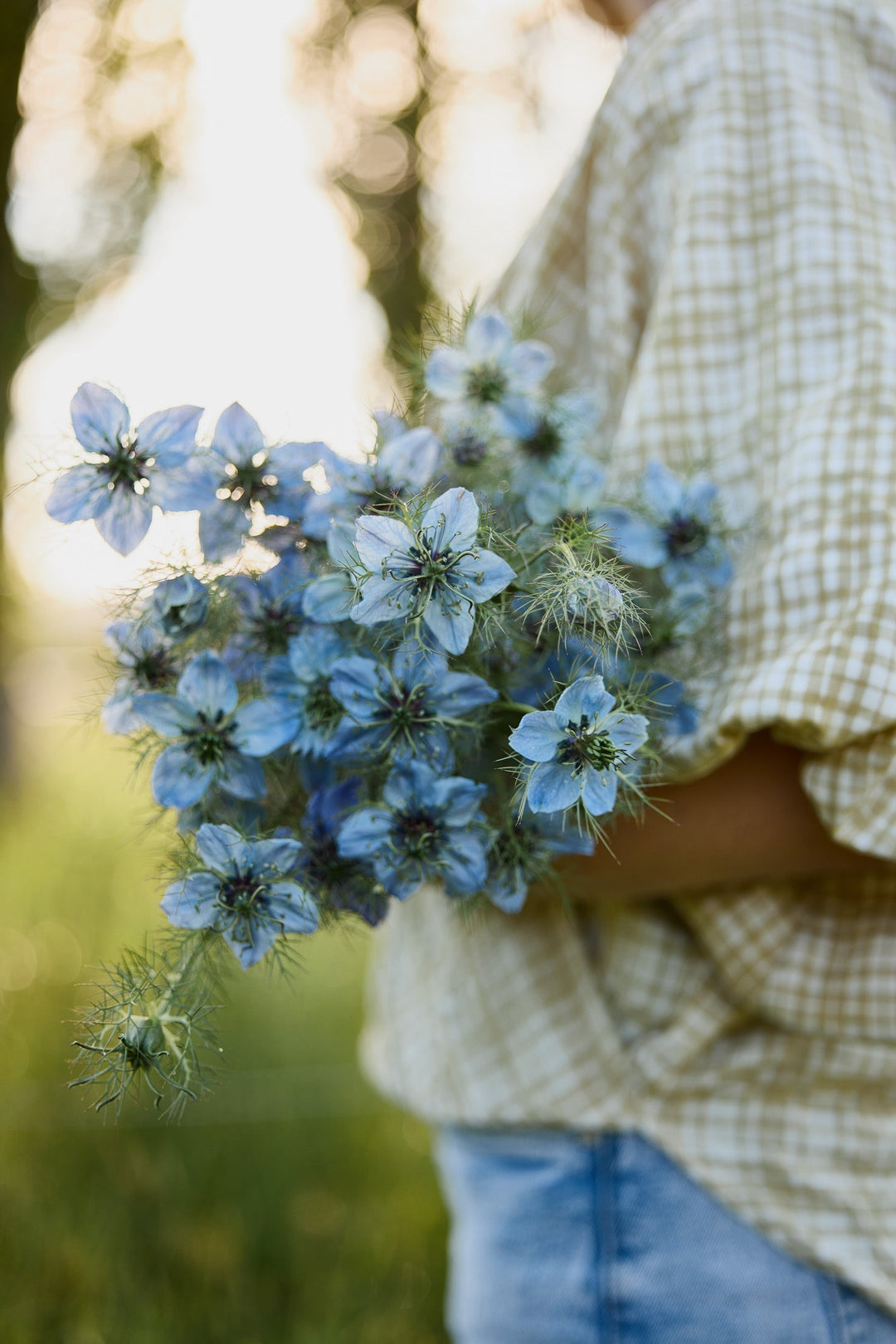 How To Grow Nigella Flowers From Seed