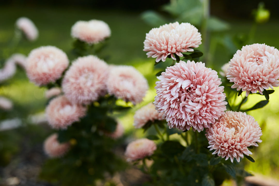 How To Grow Aster Flowers From Seed