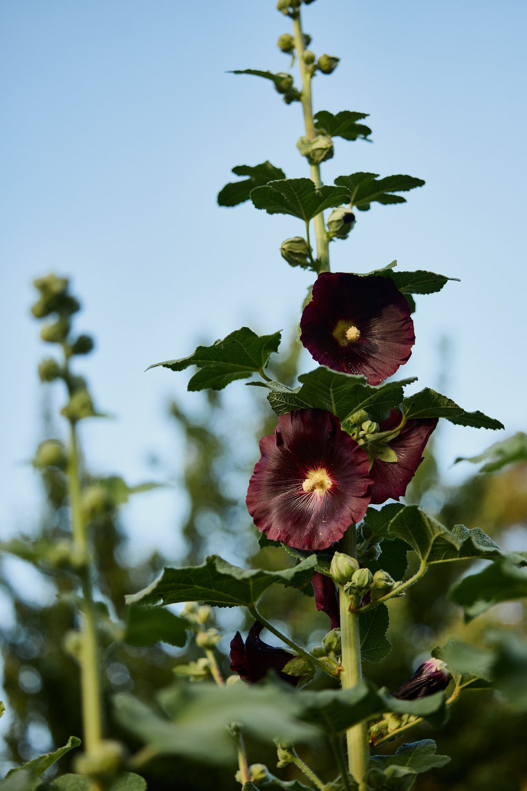 How To Grow Hollyhock Flowers From Seed