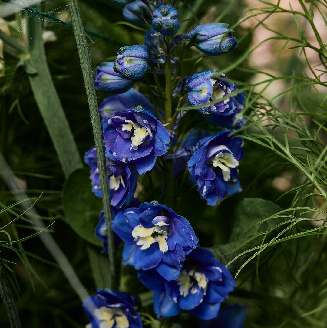 How To Grow Delphinium Flowers From Seed