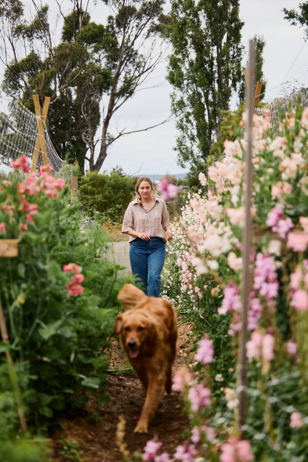 Documenting Our Sweet Peas We Are Growing For Seed
