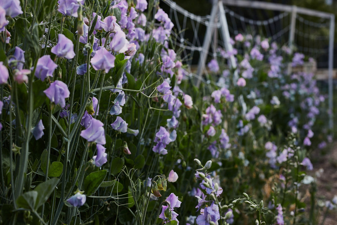 Sweet Pea Flowers