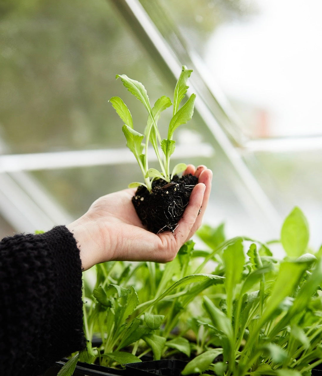 7 Tip's To Improve Your Seed Germination
