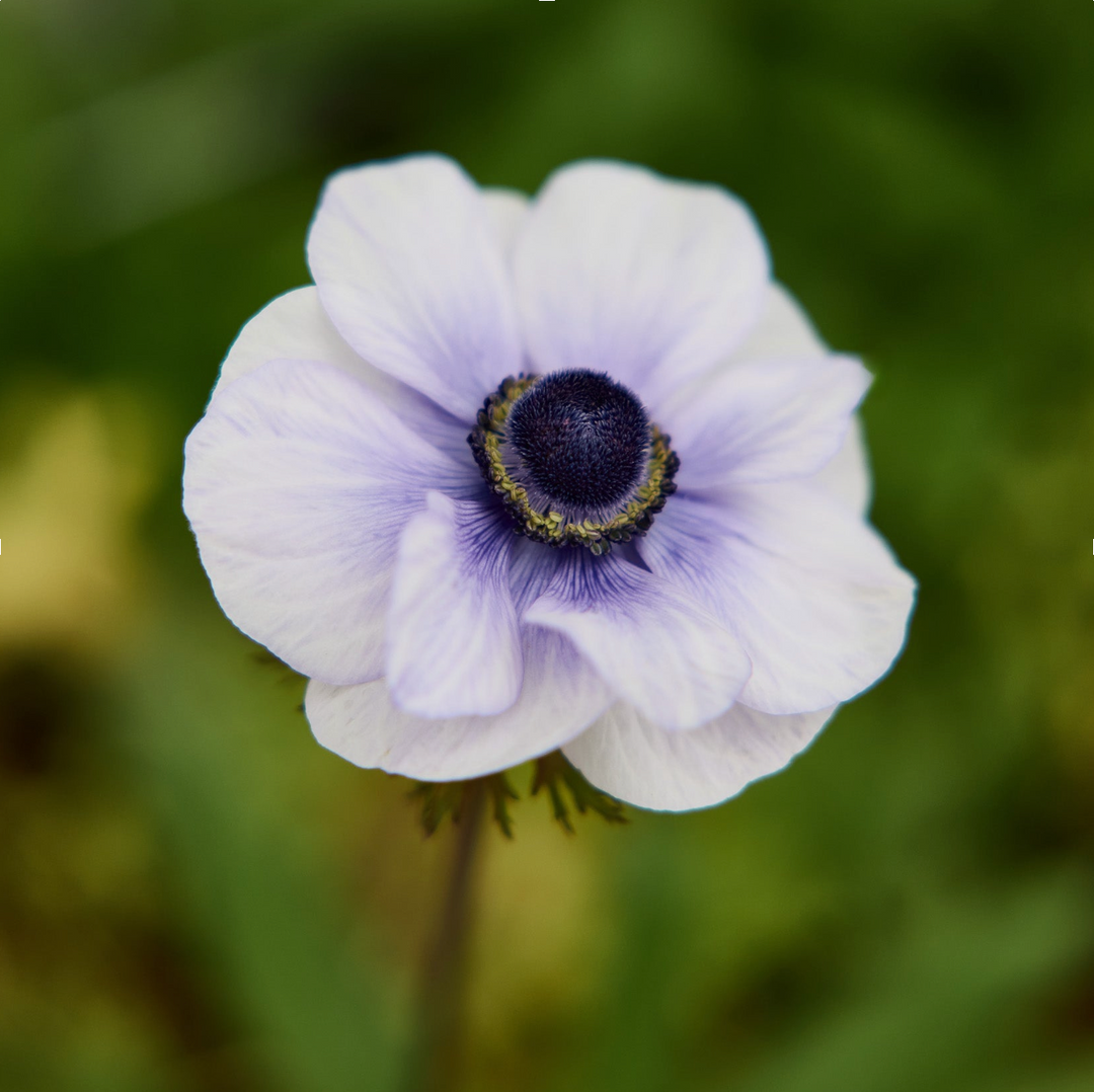 How To Grow Anemone Flowers From Seed