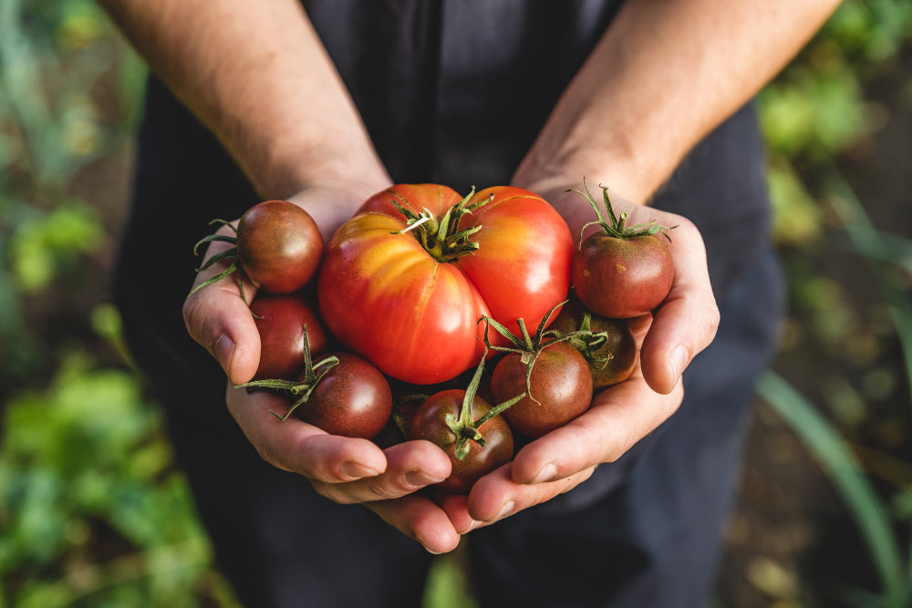 Top Tips For Growing Tomatoes From Seed