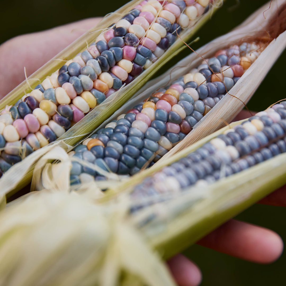 Tropical Climate Seeds To Sow In January