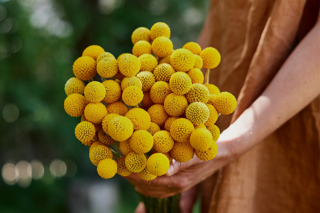 Cool Climate Seeds to Sow in Summer