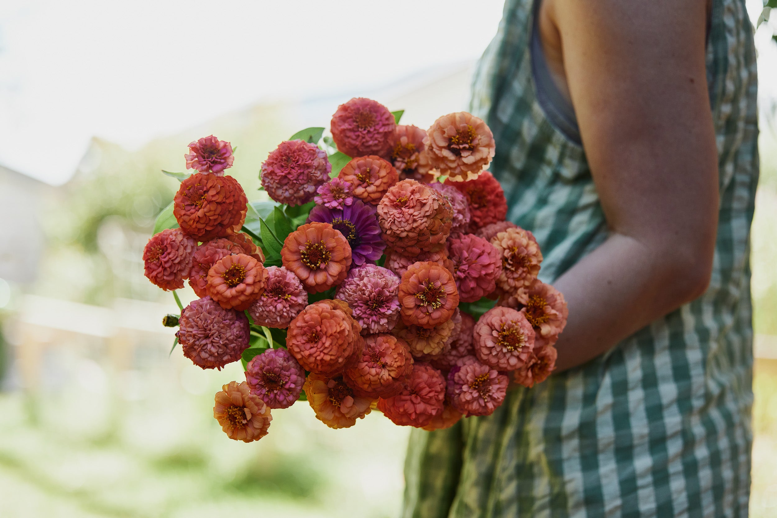 Cool weather vegetable seeds