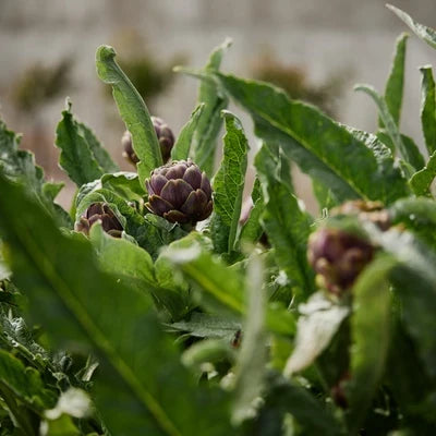 Temperate Climate Vegetable and Herb Seeds To Sow In August