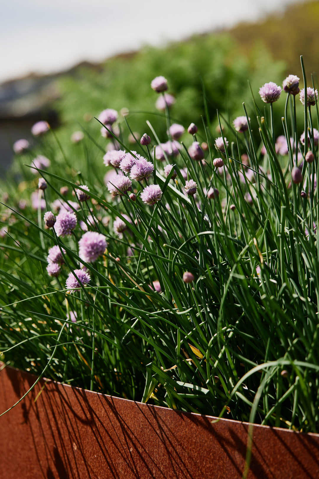 Vegetable and Herb Seeds to Sow In Winter In Sub Tropical Climates