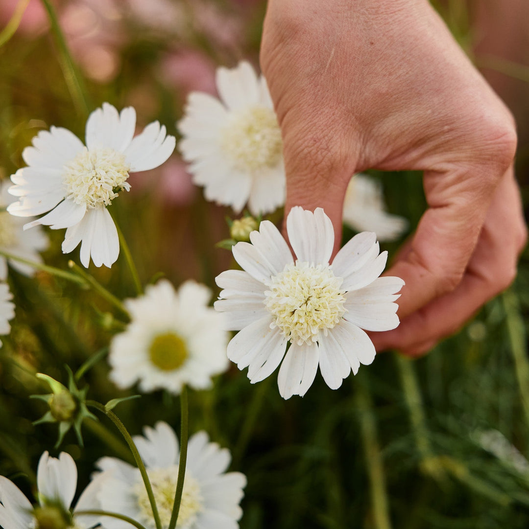 Temperate Climate Seeds To Sow In December