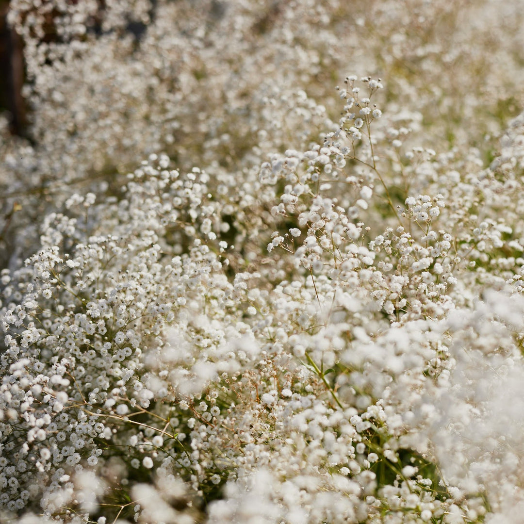 White Flower And Vegetable Seeds