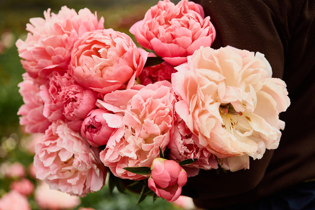 Peony Root Stock