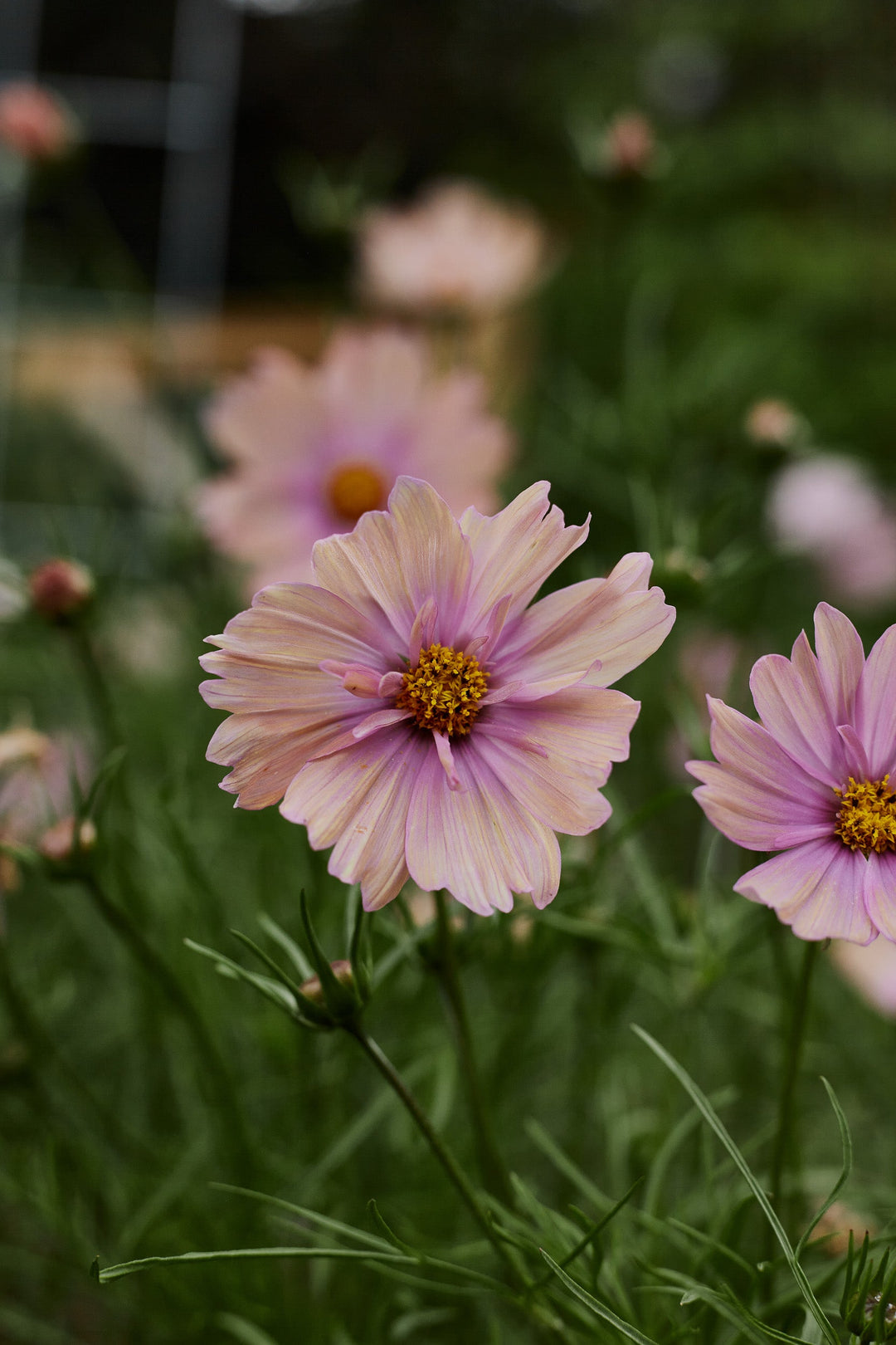 Cool Climate Seeds To Sow In October
