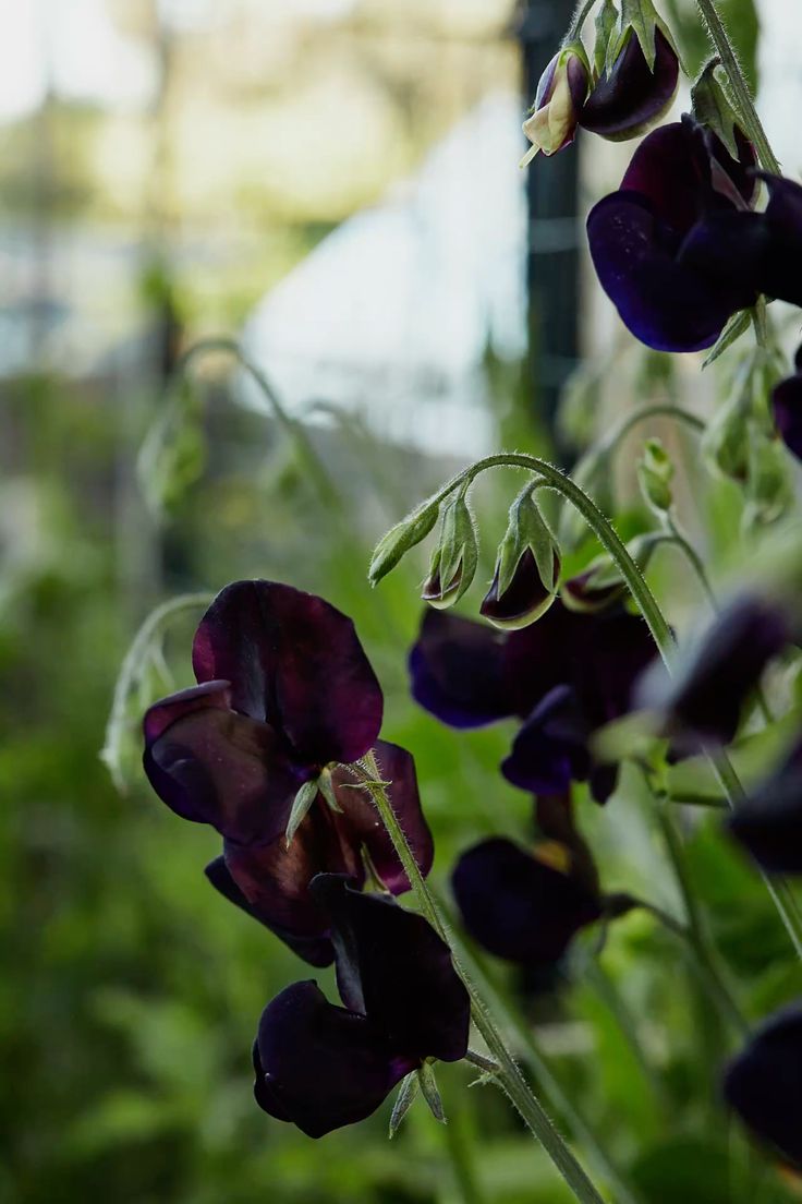 Black Flower And Vegetable Seeds