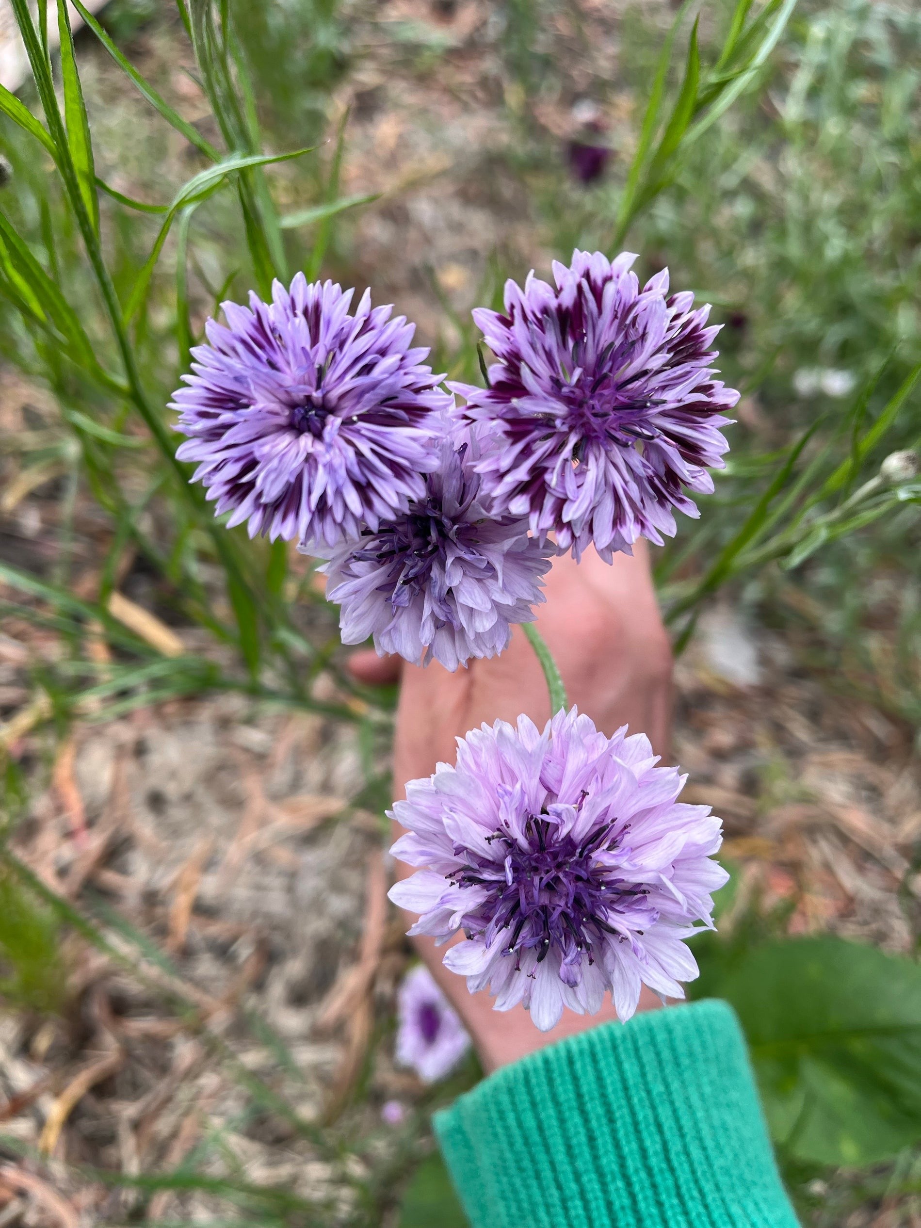 Cornflower Flower Seeds – Veggie & Flower Garden Seeds