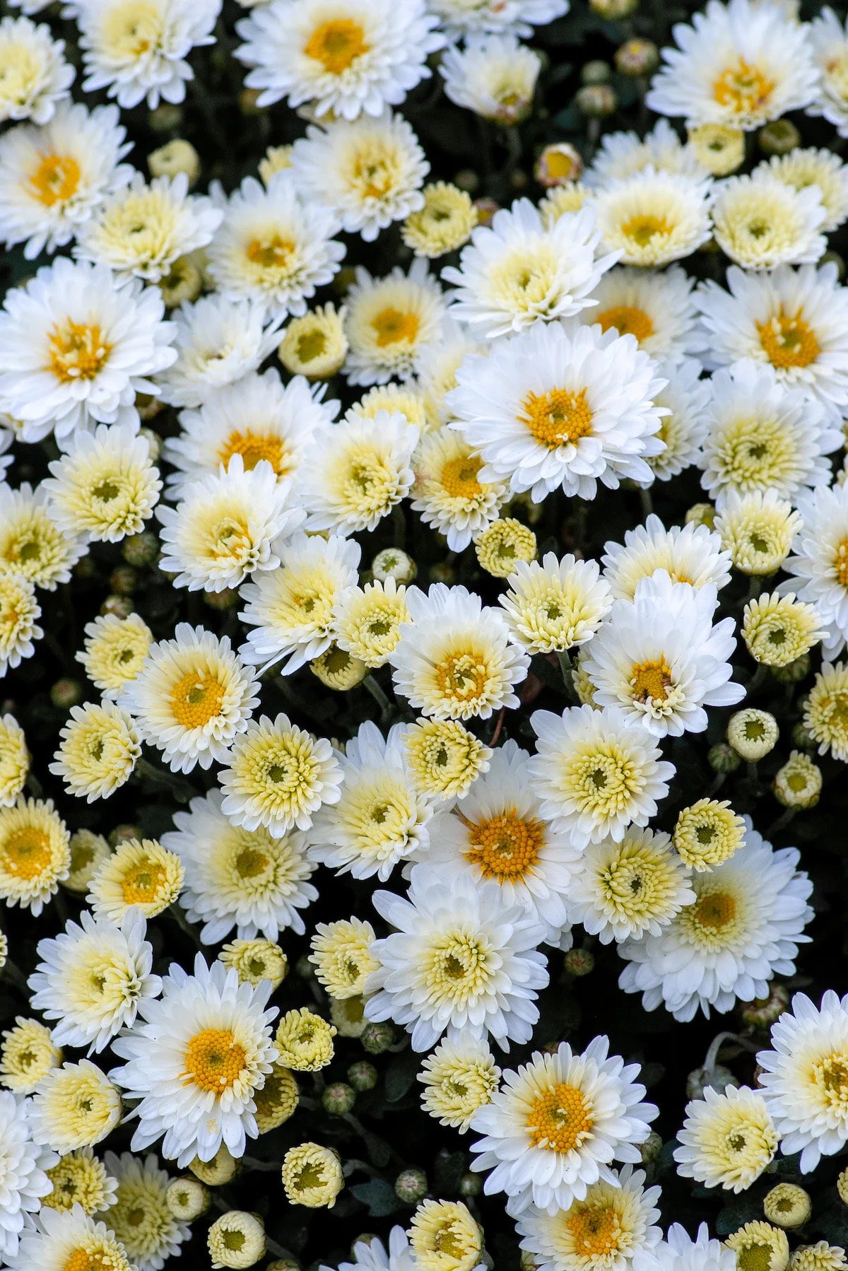 Chrysanthemum Flower Seeds – Veggie & Flower Garden Seeds