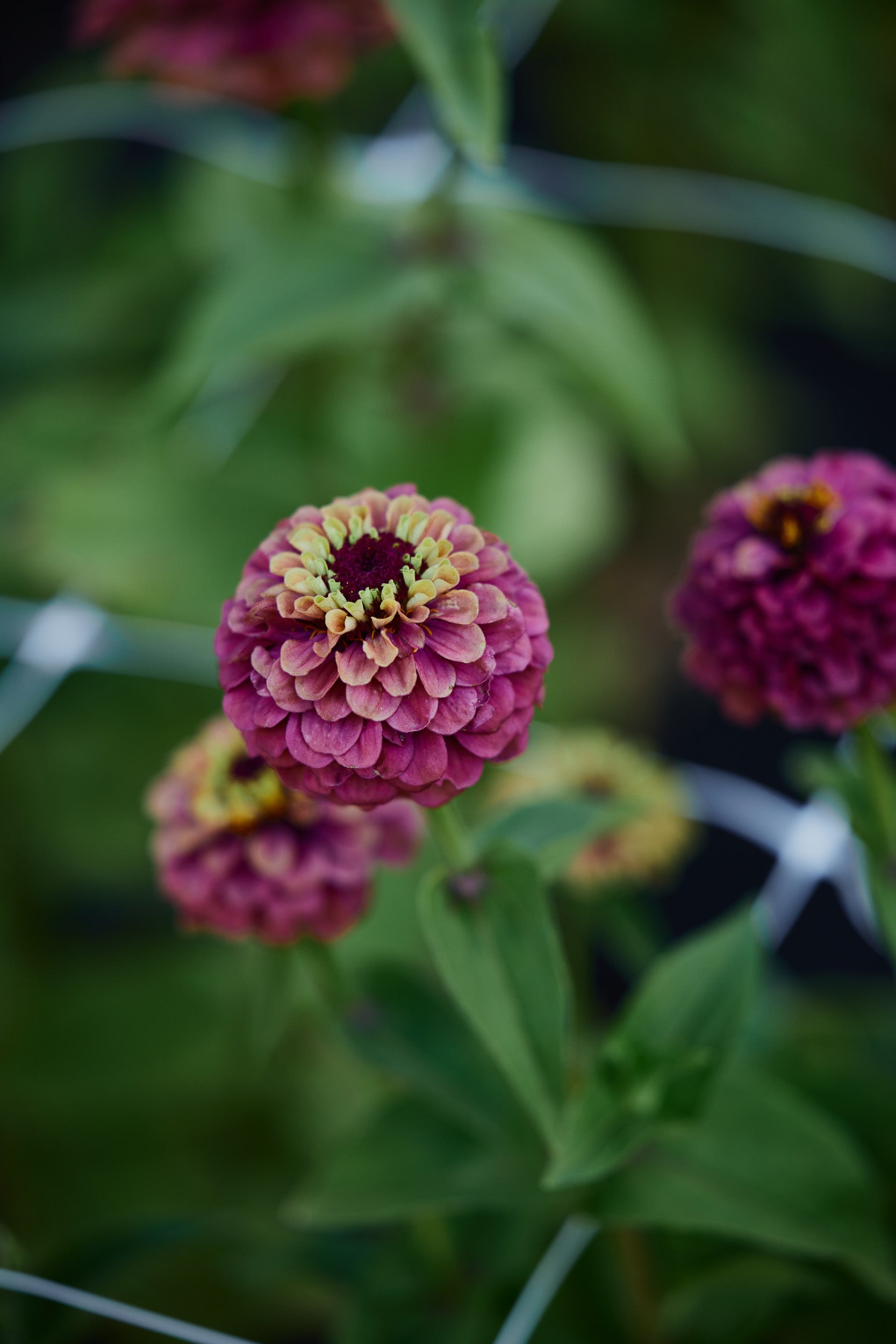 WA Permitted Seeds – Veggie & Flower Garden Seeds