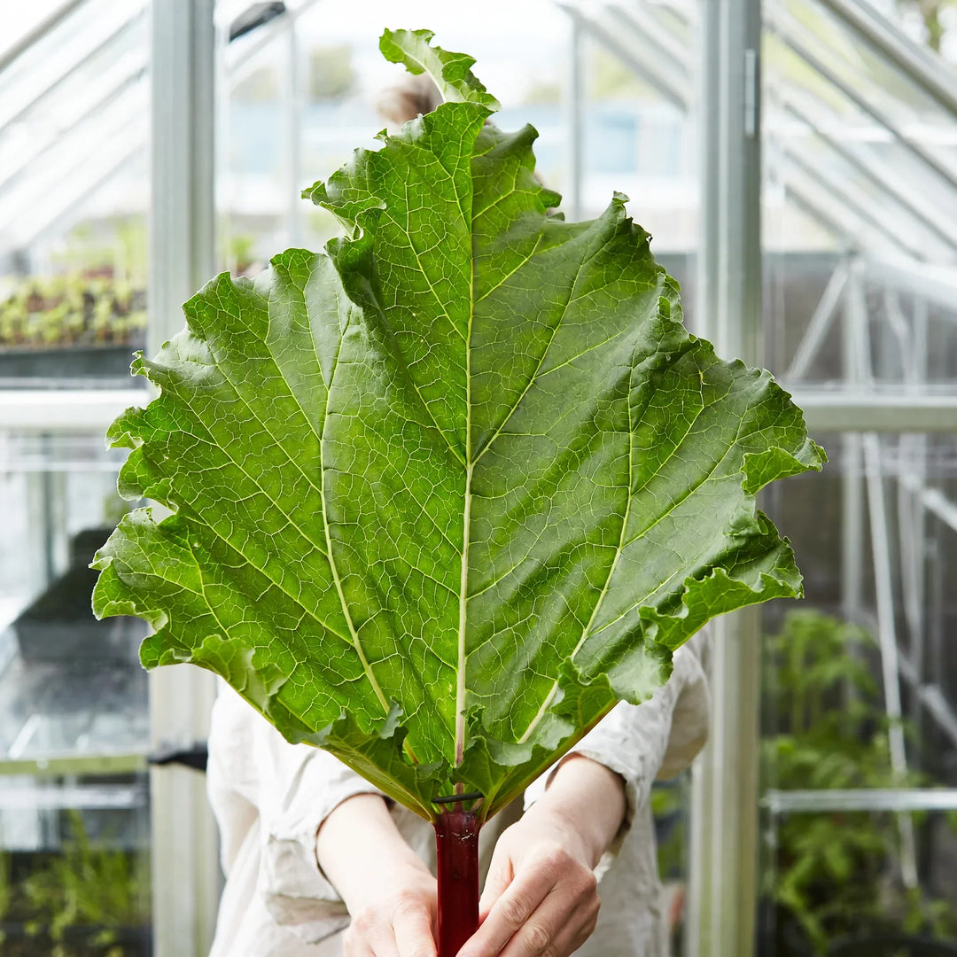 Vegetable and Herb Seeds to Sow In Winter In Temperate Climates