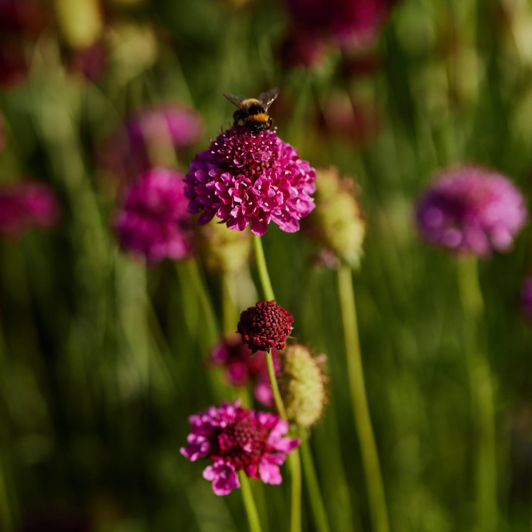 Arid Climate Seeds To Sow In August