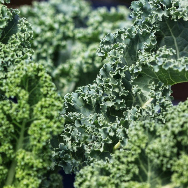 Cool Climate Vegetable and Herb Seeds To Sow In August