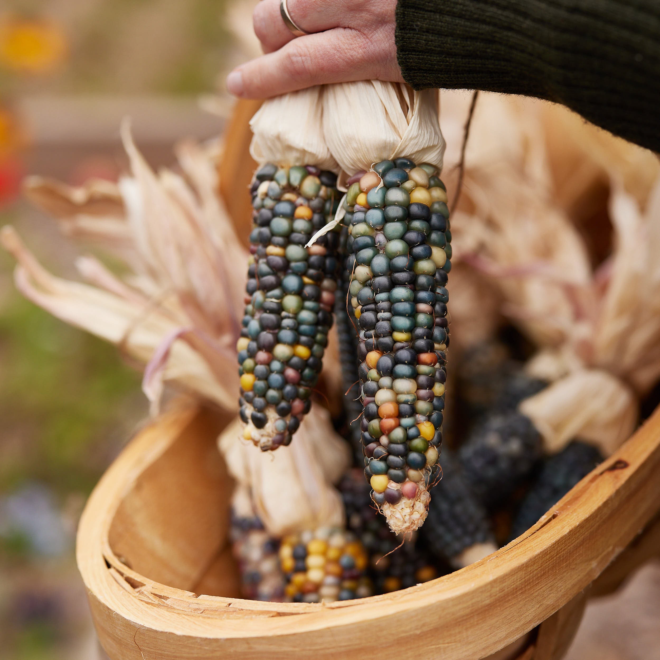 Growing plants cannabis marijuana medicinal Summer seeds to plant