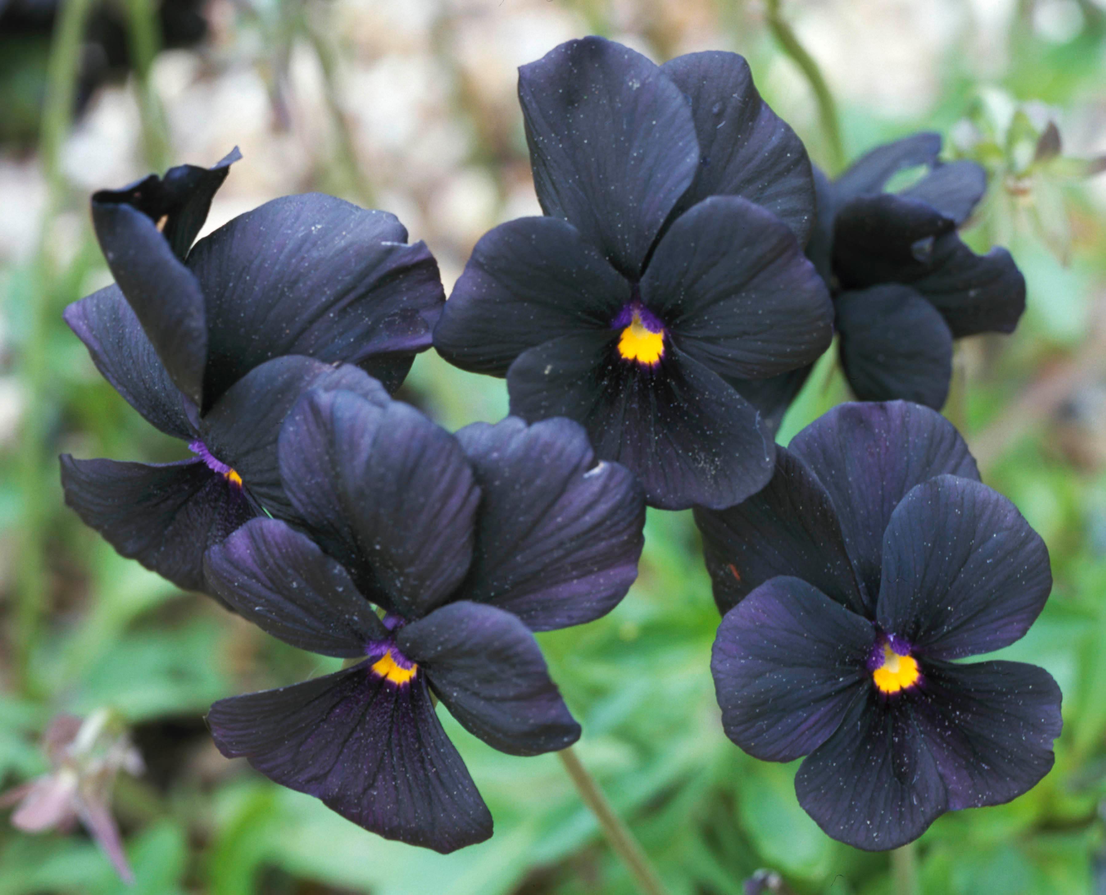 Viola Flower Seeds – Veggie & Flower Garden Seeds