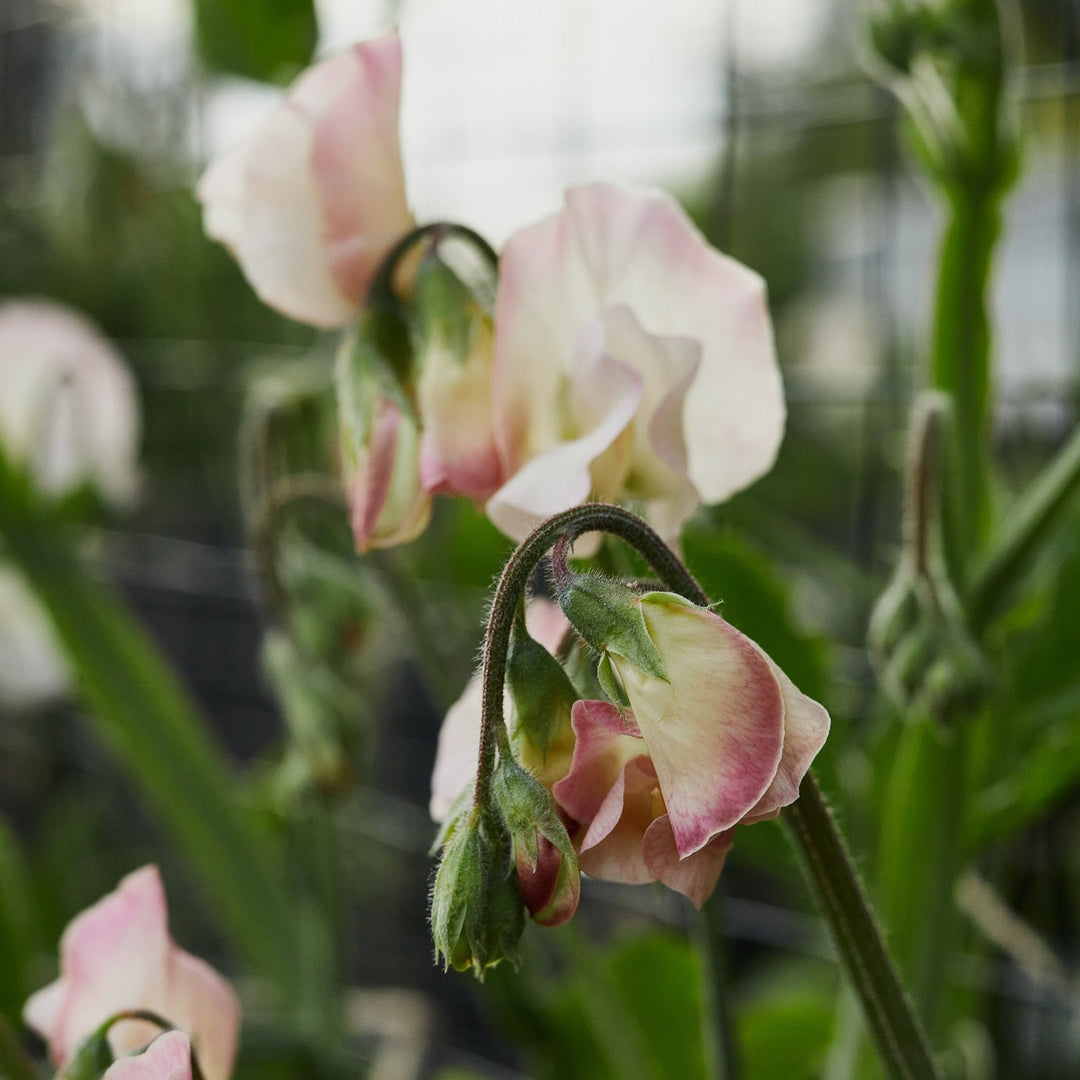 Tropical Climate Seeds To Sow In May
