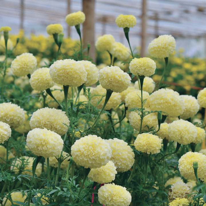 Marigold White Swan Flower | X 20 Seeds