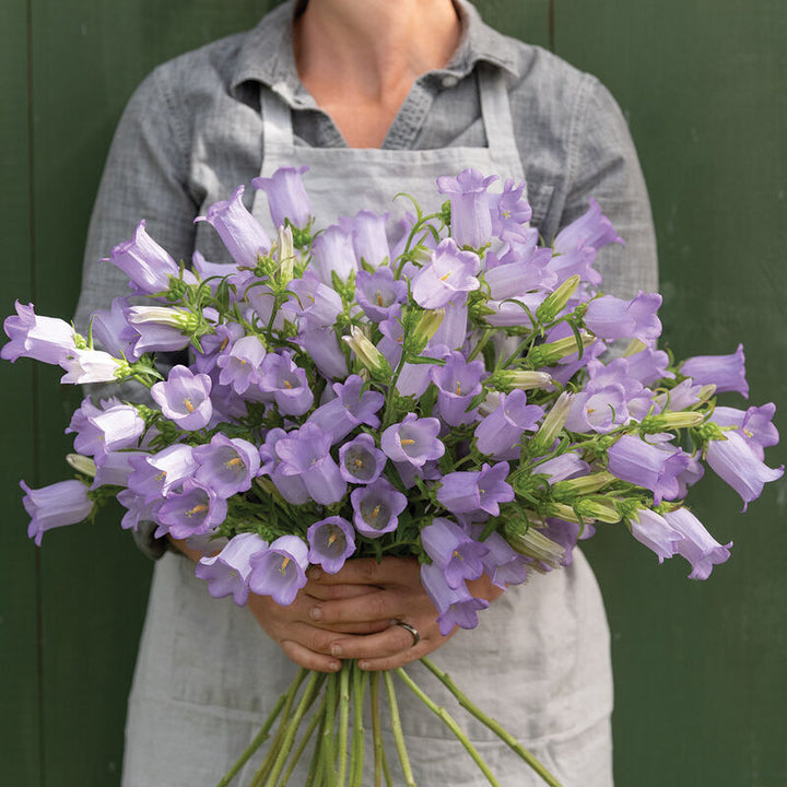 Campanula Champion Lavender Flower | X 20 Seeds