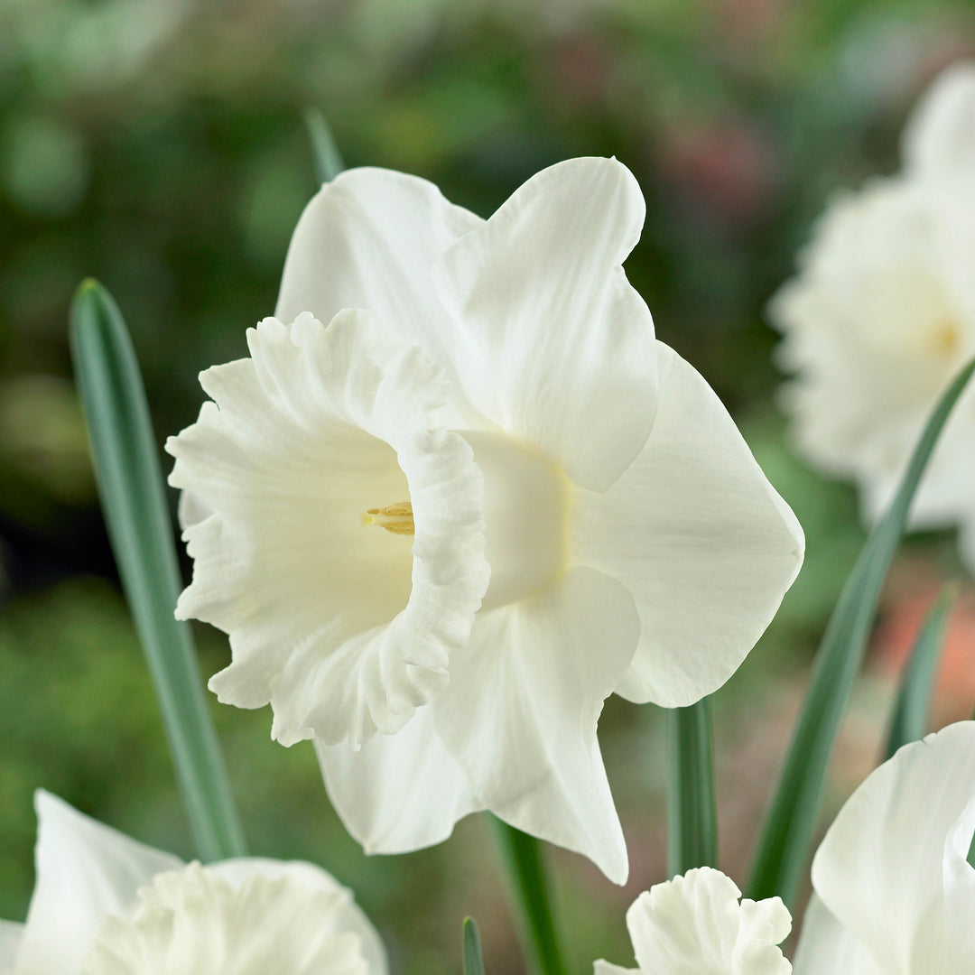 Daffodil Geneve Flower Bulbs (Pack of 2) (NOT TO WA)