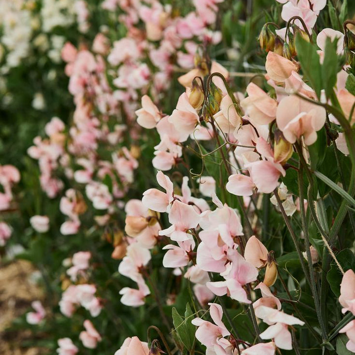 Sweet Pea Shell Pink Flower | X 10 Seeds